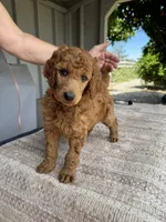 Ethel (Orange Collar), a female Poodle - Standard  for sale in Fairfield, CA – 3 of 3