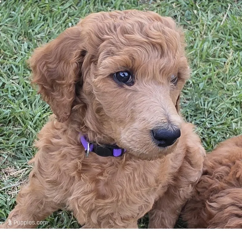 Lili (Purple Collar) – Poodle - Standard  puppy for sale in Fairfield, CA