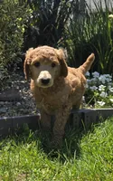 Clara (Pink collar), a female Poodle - Standard  for sale in Fairfield, CA – 1 of 3