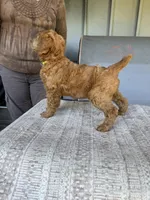 Caroline (Yellow Collar), a female Poodle - Standard  for sale in Fairfield, CA – 3 of 3