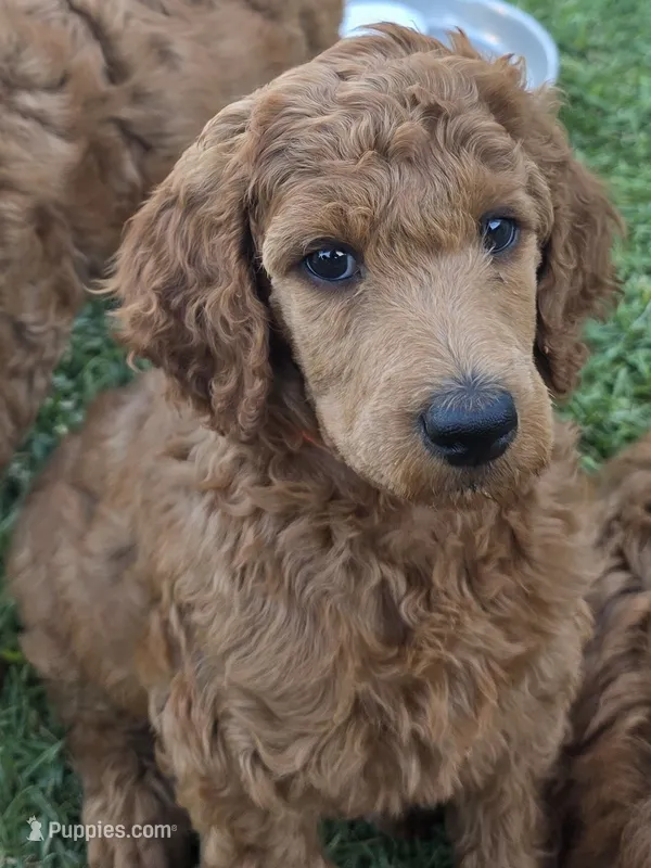 Ethel (Orange Collar) – Poodle - Standard  puppy for sale in Fairfield, CA