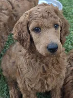 Ethel (Orange Collar), a female Poodle - Standard  for sale in Fairfield, CA – 1 of 3