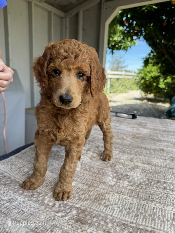 Florence (Blue Collar) – Poodle - Standard  puppy for sale in Fairfield, CA