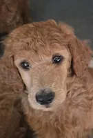 Caroline (Yellow Collar), a female Poodle - Standard  for sale in Fairfield, CA – 2 of 3