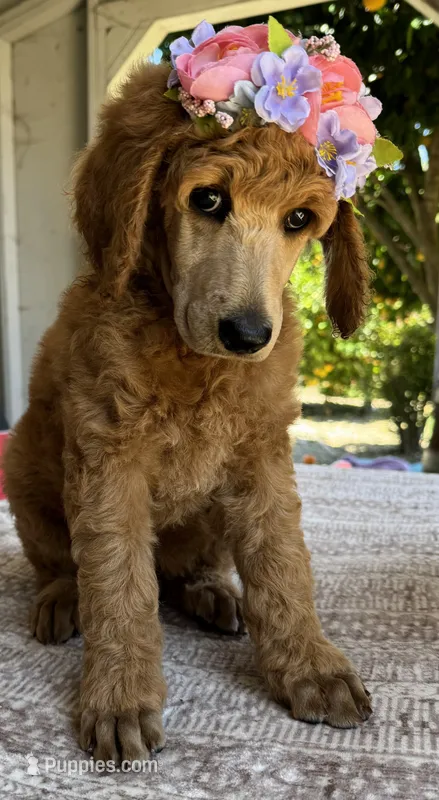 Clara (Pink collar) – Poodle - Standard  puppy for sale in Fairfield, CA