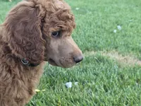 Tank (Green Collar), a male Poodle - Standard  for sale in Fairfield, CA – 4 of 4