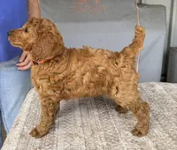 Ethel (Orange Collar), a female Poodle - Standard  for sale in Fairfield, CA – 2 of 3