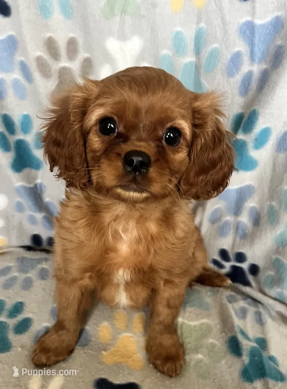 Ruby – Cavapoo, Cavalier King Charles Spaniel puppy for sale in Fort Collins, CO