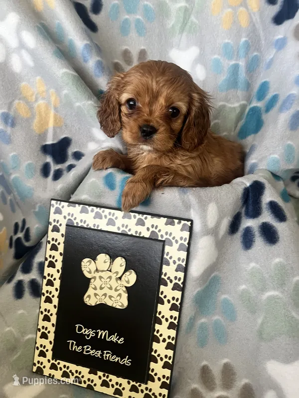 Lucy – Cavapoo, Cavalier King Charles Spaniel puppy for sale in Fort Collins, CO