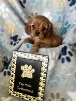 Lucy, a female Cavapoo and Cavalier King Charles Spaniel for sale in Fort Collins, CO – 3 of 8