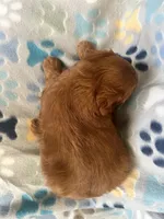 Simon, a male Goldendoodle and Miniature Goldendoodle for sale in Fort Collins, CO – 3 of 5