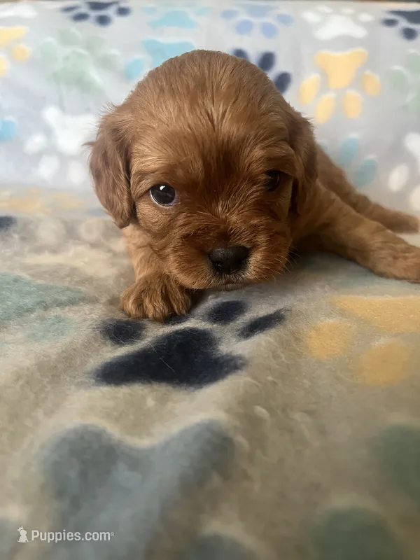 Scarlet – Cavapoo, Cavalier King Charles Spaniel puppy for sale in Fort Collins, CO
