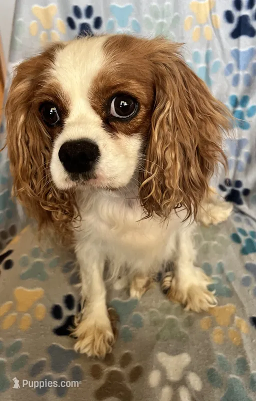 Honey  – Cavalier King Charles Spaniel puppy for sale in Fort Collins, CO