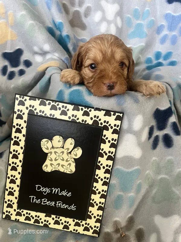 Jackie – Miniature Goldendoodle puppy for sale in Fort Collins, CO