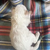 Tucker, a male Cavapoo and Poodle - Miniature  for sale in Fort Collins, CO – Photo 5 of 5