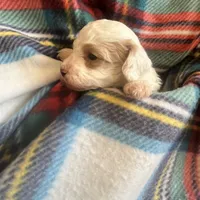 Tucker, a male Cavapoo and Poodle - Miniature  for sale in Fort Collins, CO – Photo 4 of 5