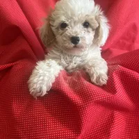 Tucker, a male Cavapoo and Poodle - Miniature  for sale in Fort Collins, CO – Photo 2 of 5