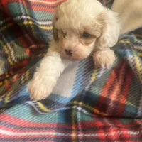 Tucker, a male Cavapoo and Poodle - Miniature  for sale in Fort Collins, CO – Photo 3 of 5