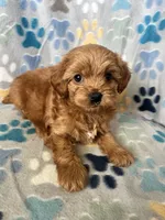 Pete, a male Goldendoodle and Miniature Goldendoodle for sale in Fort Collins, CO – 1 of 5