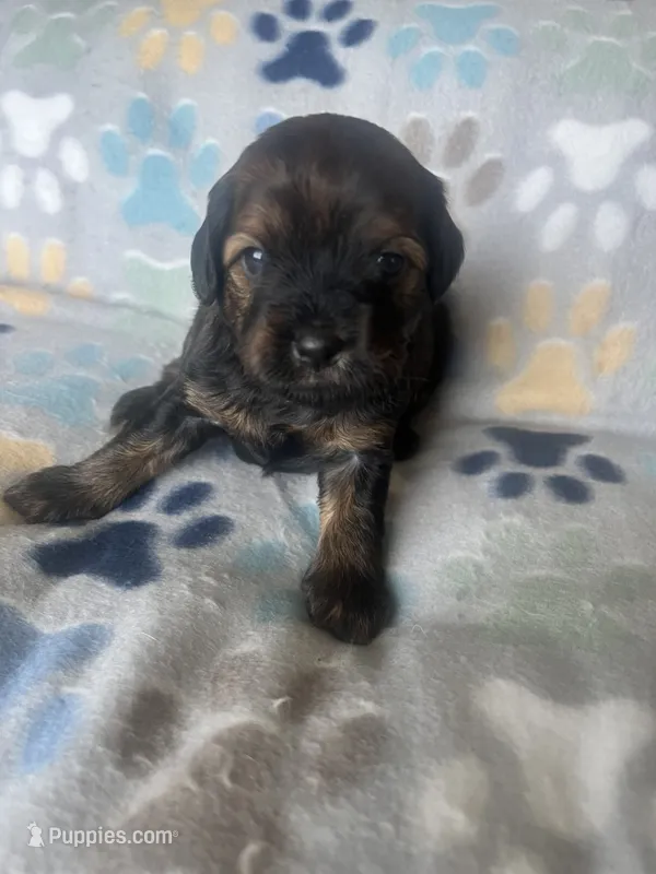 Lexi – Miniature Goldendoodle puppy for sale in Fort Collins, CO