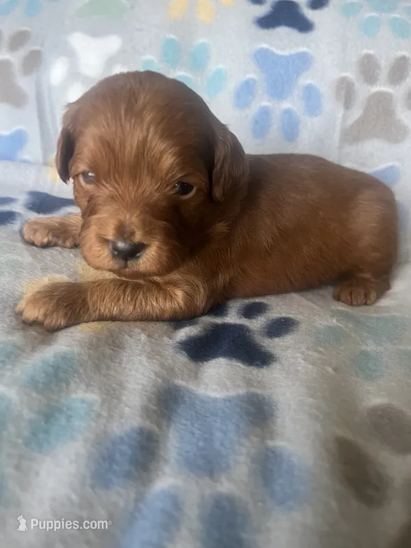 Simon – Miniature Goldendoodle puppy for sale in Fort Collins, CO