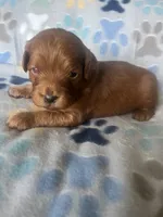 Simon, a male Miniature Goldendoodle for sale in Fort Collins, CO – 1 of 1