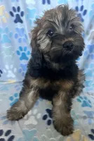 Libby, a female Cavapoo for sale in Fort Collins, CO – 2 of 3