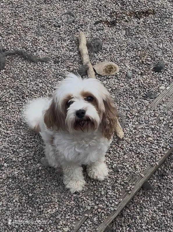 Dolly – Cavapoo puppy for sale in Fort Collins, CO