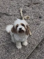 Dolly, a female Cavapoo for sale in Fort Collins, CO – 1 of 1