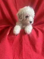 Jack, a male Cavapoo and Poodle - Miniature  for sale in Fort Collins, CO – Photo 1 of 2