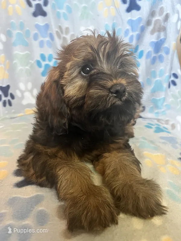 Libby – Cavapoo puppy for sale in Fort Collins, CO