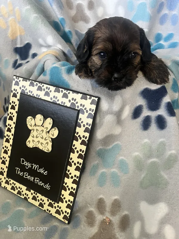 Gracie – Miniature Goldendoodle puppy for sale in Fort Collins, CO