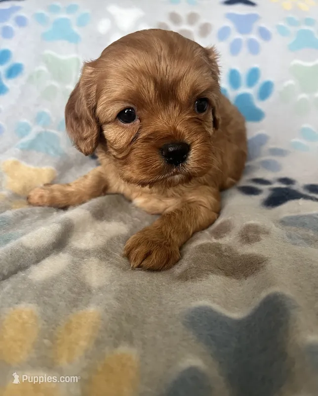 Lucy – Cavapoo, Cavalier King Charles Spaniel puppy for sale in Fort Collins, CO