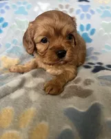 Lucy, a female Cavapoo and Cavalier King Charles Spaniel for sale in Fort Collins, CO – 4 of 8