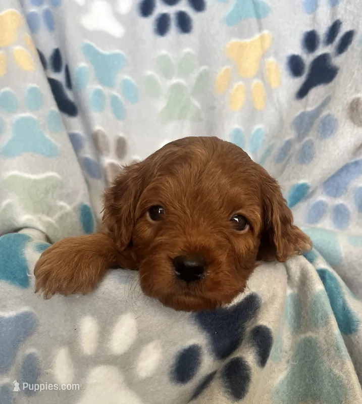 Simon – Miniature Goldendoodle puppy for sale in Fort Collins, CO