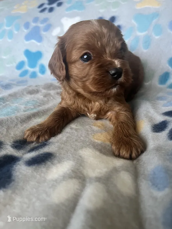 Sammy – Cavapoo, Cavalier King Charles Spaniel puppy for sale in Fort Collins, CO