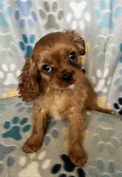 Lucy, a female Cavapoo and Cavalier King Charles Spaniel for sale in Fort Collins, CO – 1 of 8