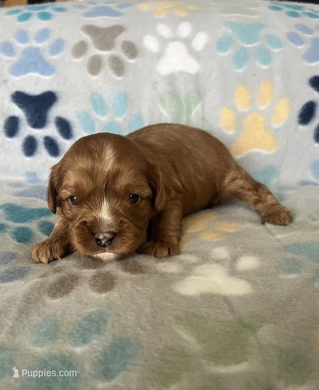 Ruby – Cavapoo, Cavalier King Charles Spaniel puppy for sale in Fort Collins, CO