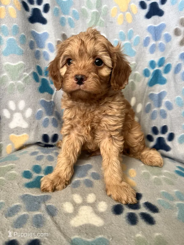 Jack – Miniature Goldendoodle puppy for sale in Fort Collins, CO
