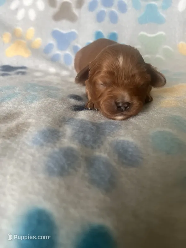 Sammy – Cavapoo puppy for sale in Fort Collins, CO