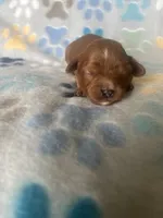 Sammy, a female Cavapoo for sale in Fort Collins, CO – 1 of 1