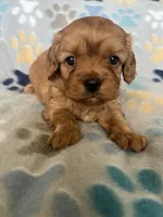 Lucy, a female Cavapoo and Cavalier King Charles Spaniel for sale in Fort Collins, CO – 5 of 8