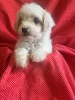 Lola, a female Cavapoo and Poodle - Miniature  for sale in Fort Collins, CO – Photo 2 of 3