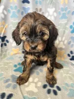 Libby, a female Cavapoo for sale in Fort Collins, CO – 3 of 3