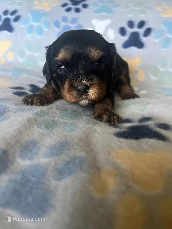 Georgie – Cavapoo, Cavalier King Charles Spaniel puppy for sale in Fort Collins, CO