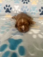 Penny, a female Cavapoo and Cavalier King Charles Spaniel for sale in Fort Collins, CO – 1 of 2