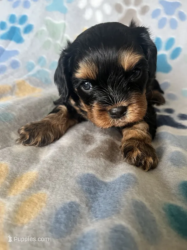 Georgie – Cavapoo, Cavalier King Charles Spaniel puppy for sale in Fort Collins, CO