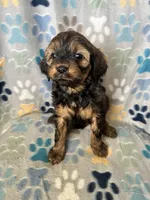 Gracie, a female Goldendoodle and Miniature Goldendoodle for sale in Fort Collins, CO – 1 of 6