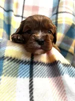 Milo, a male Cavapoo and Cavalier King Charles Spaniel for sale in Fort Collins, CO – Photo 2 of 5