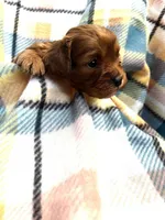 Milo, a male Cavapoo and Cavalier King Charles Spaniel for sale in Fort Collins, CO – Photo 1 of 5
